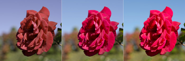 Three views of the same rose photo with different ICC profile processing methods